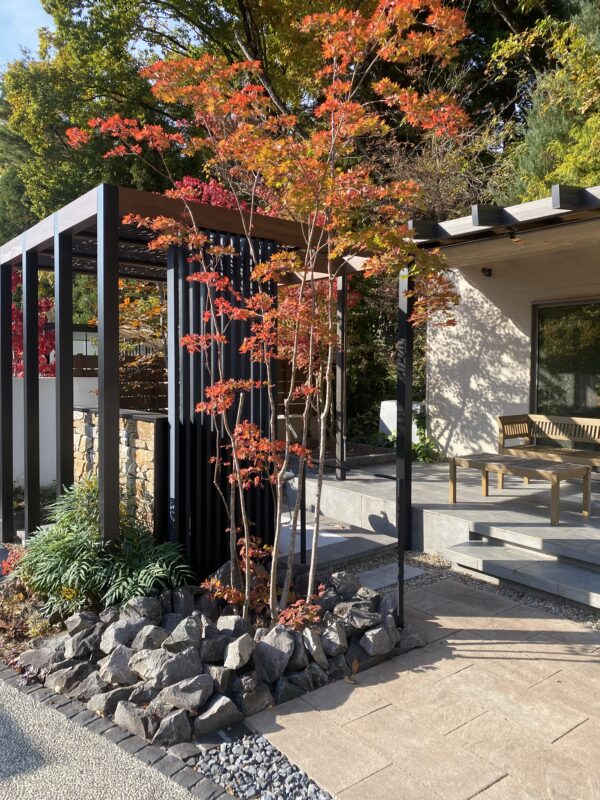 コハウチワカエデ（小羽団扇楓）｜Fgreen