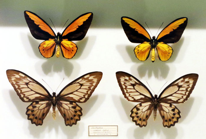 昆虫シリーズ73 世界の昆虫② 世界のチョウその2 | あきた森づくり活動