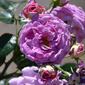 All Roses – Faddegon's Nursery