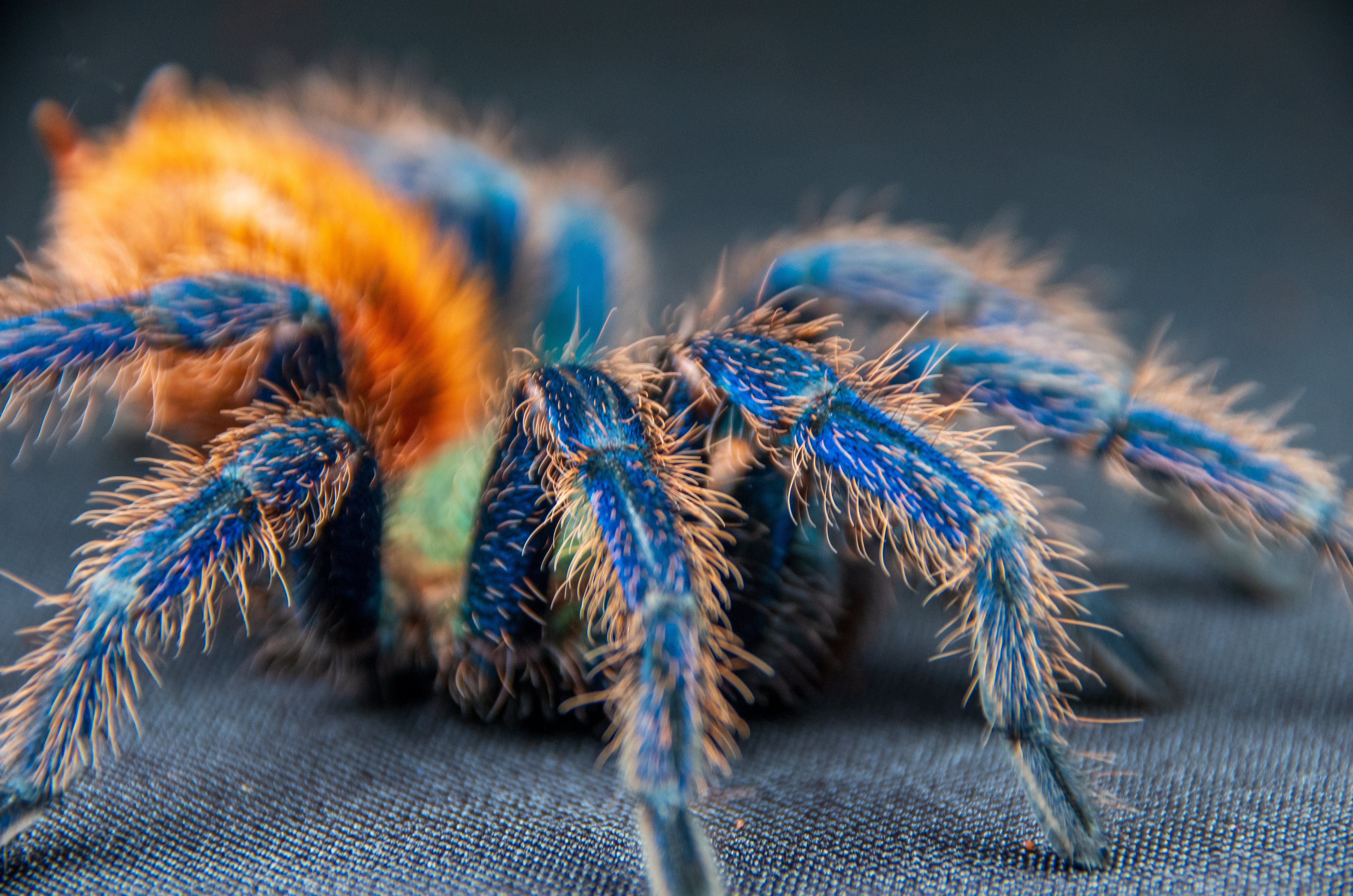 New World Tarantulas