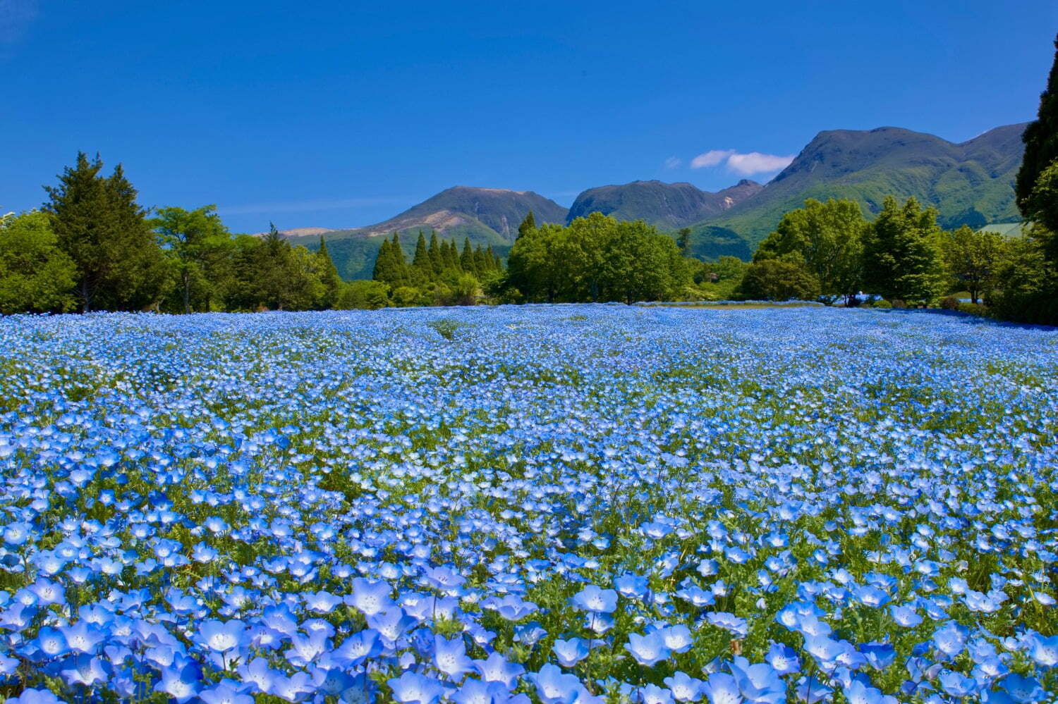 大分・くじゅう花公園“天空の花畑”で遅咲きのネモフィラが開花