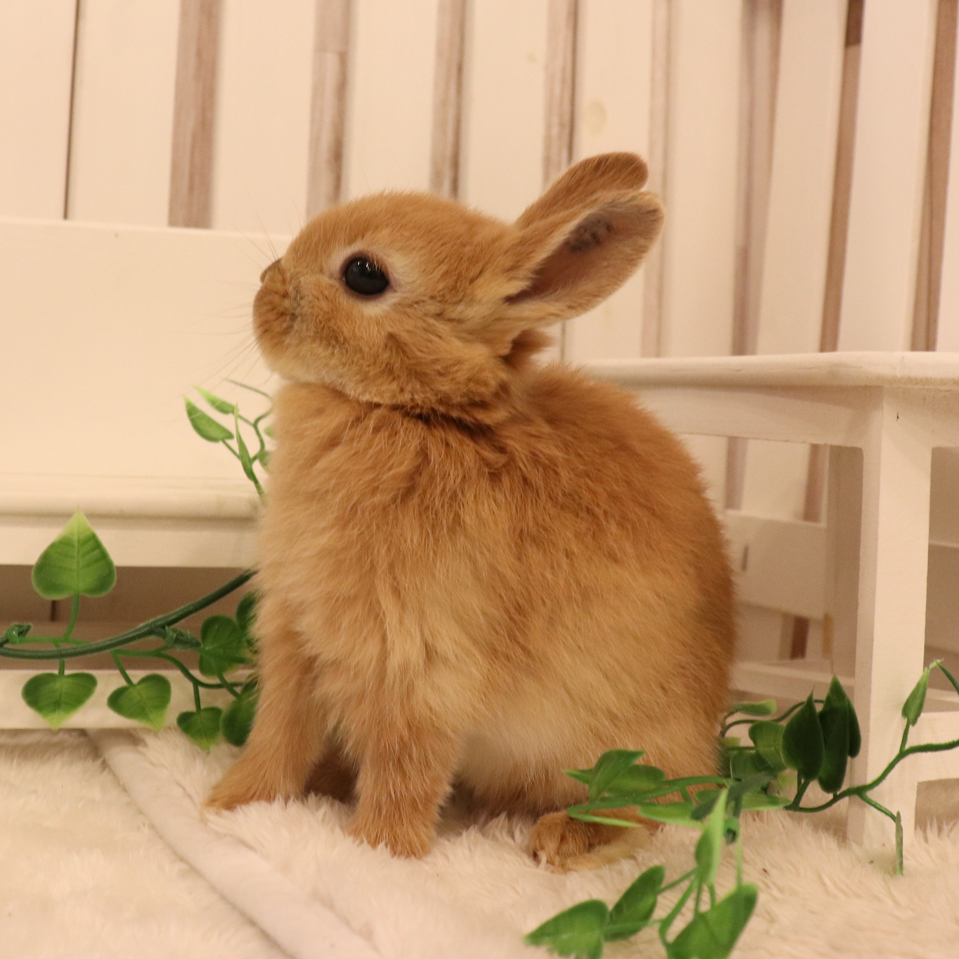 ネザーランドドワーフ オレンジ（QM) - さいたま市北浦和のうさぎ