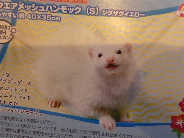 フェレットちゃんのハンモックが新入荷しました！ | FERRET WORLD