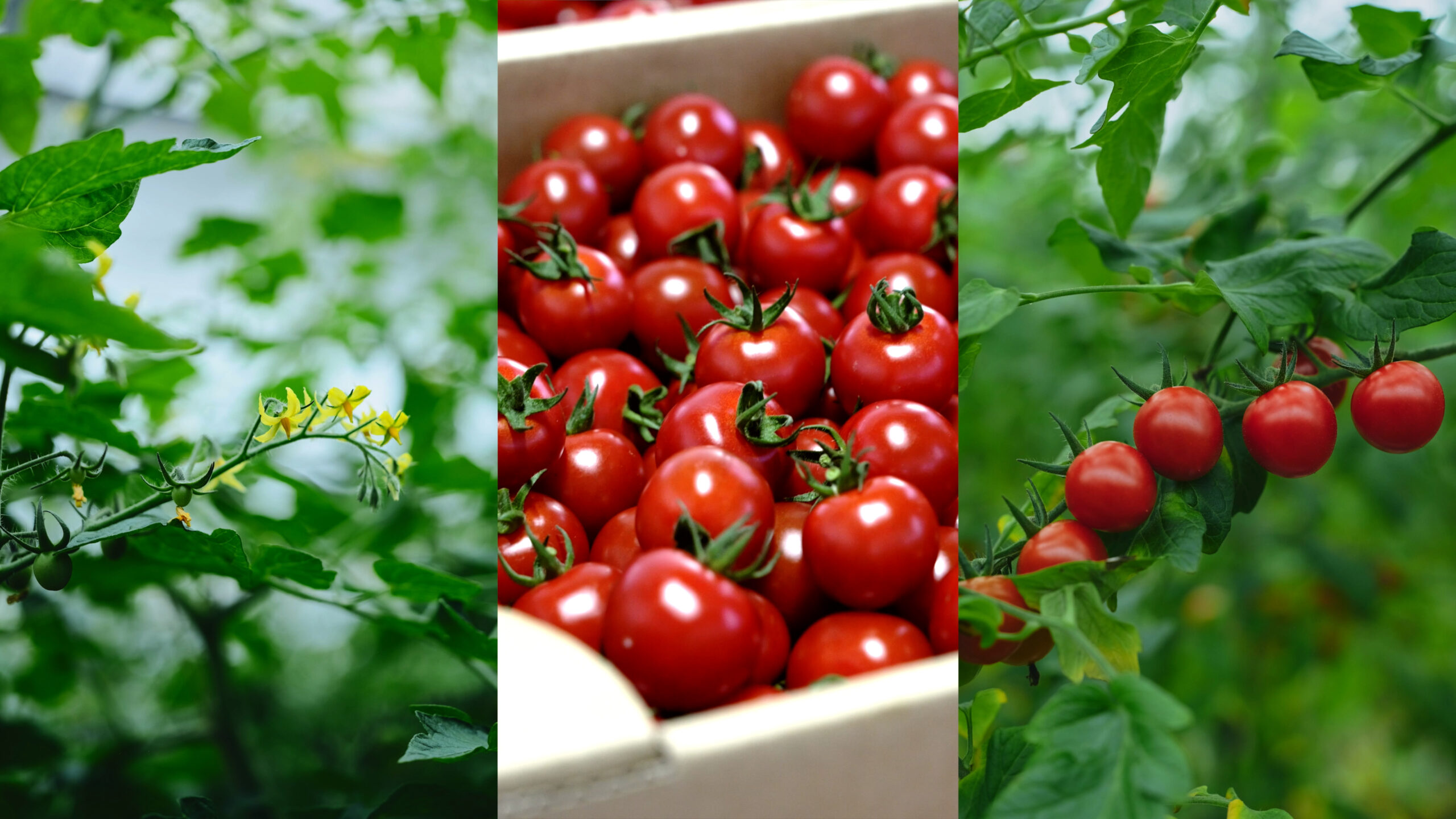 まど農園 | FFC紹介広場｜地球とわたしにいいものを