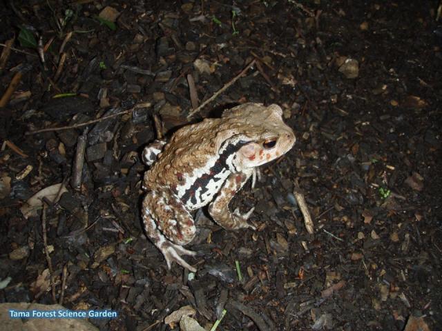 森林総合研究所 多摩森林科学園／アズマヒキガエル