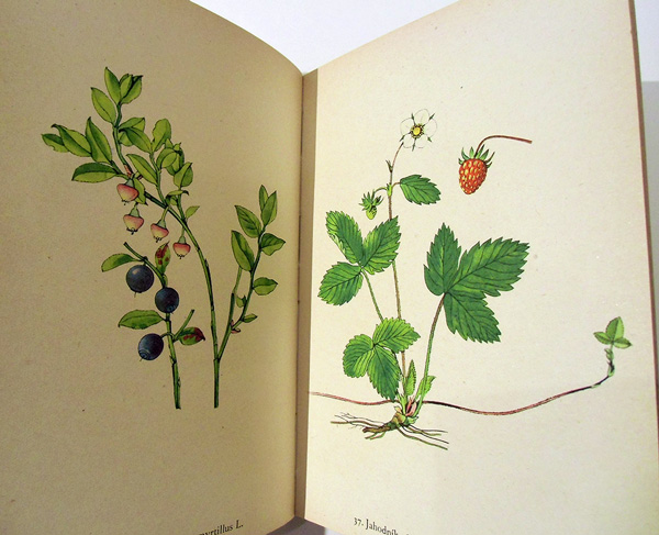 Rostliny （植物） / チェコ絵本のフィネサ・ブックス