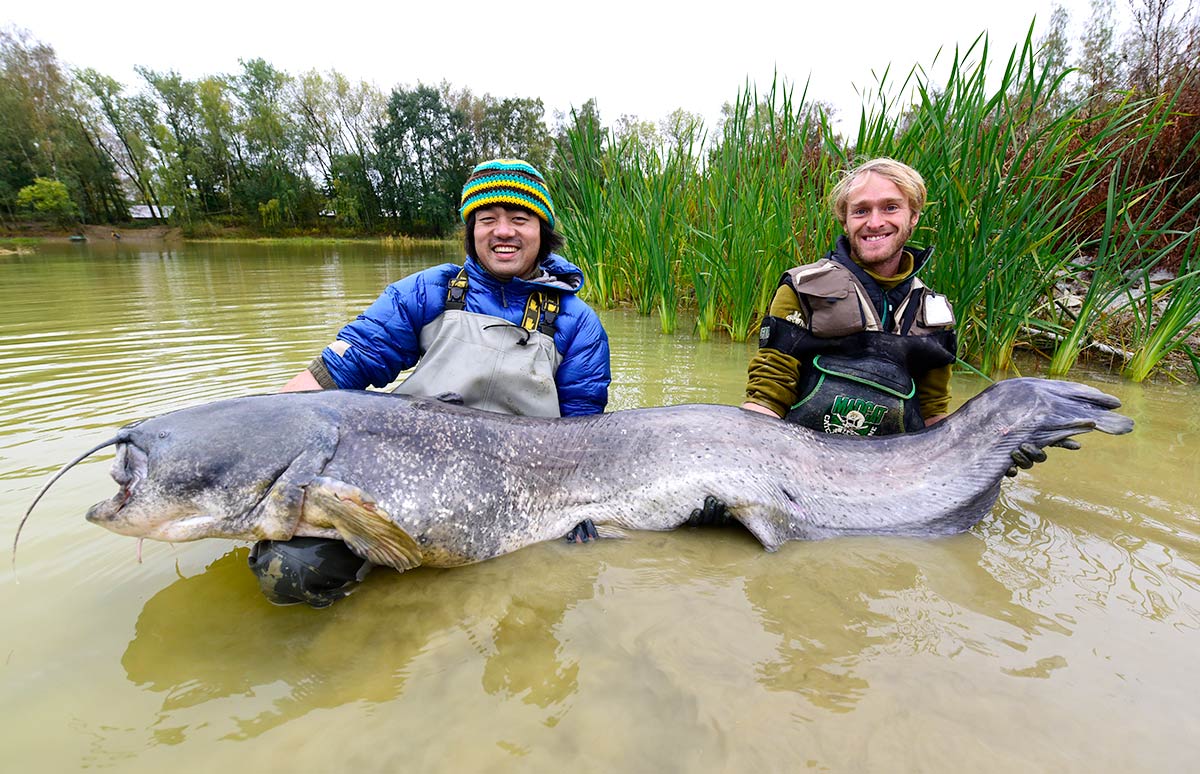 イヌもハトも喰う、この巨大魚の名は？【世界怪魚図鑑01】 | 釣り