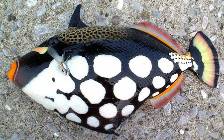 モンガラカワハギ - 宮崎の魚