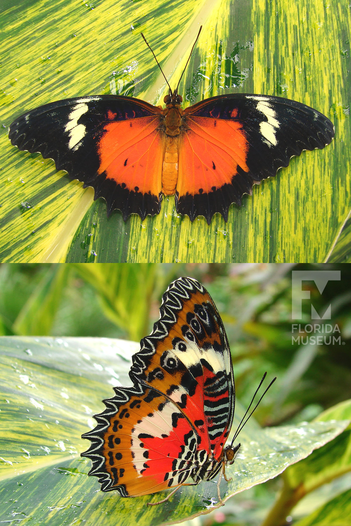 Malay Lacewing – Exhibits