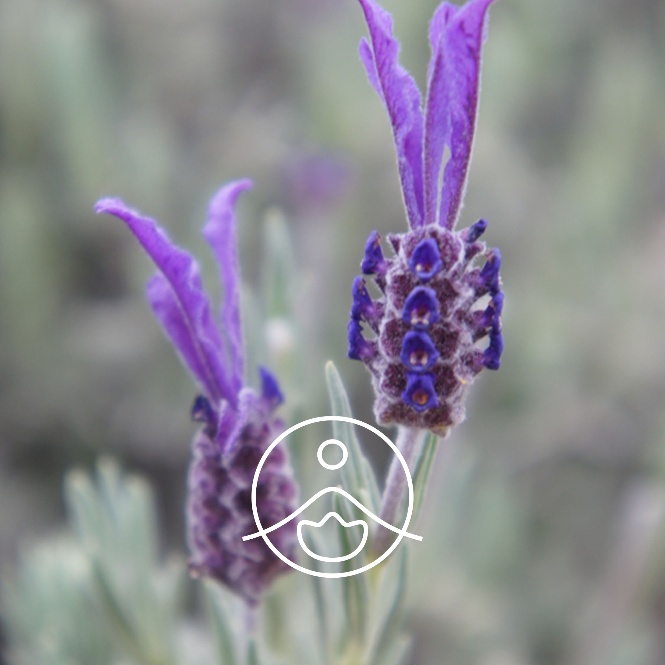 ラベンダー精油（アロマオイル）の通販 | フロリハナ公式