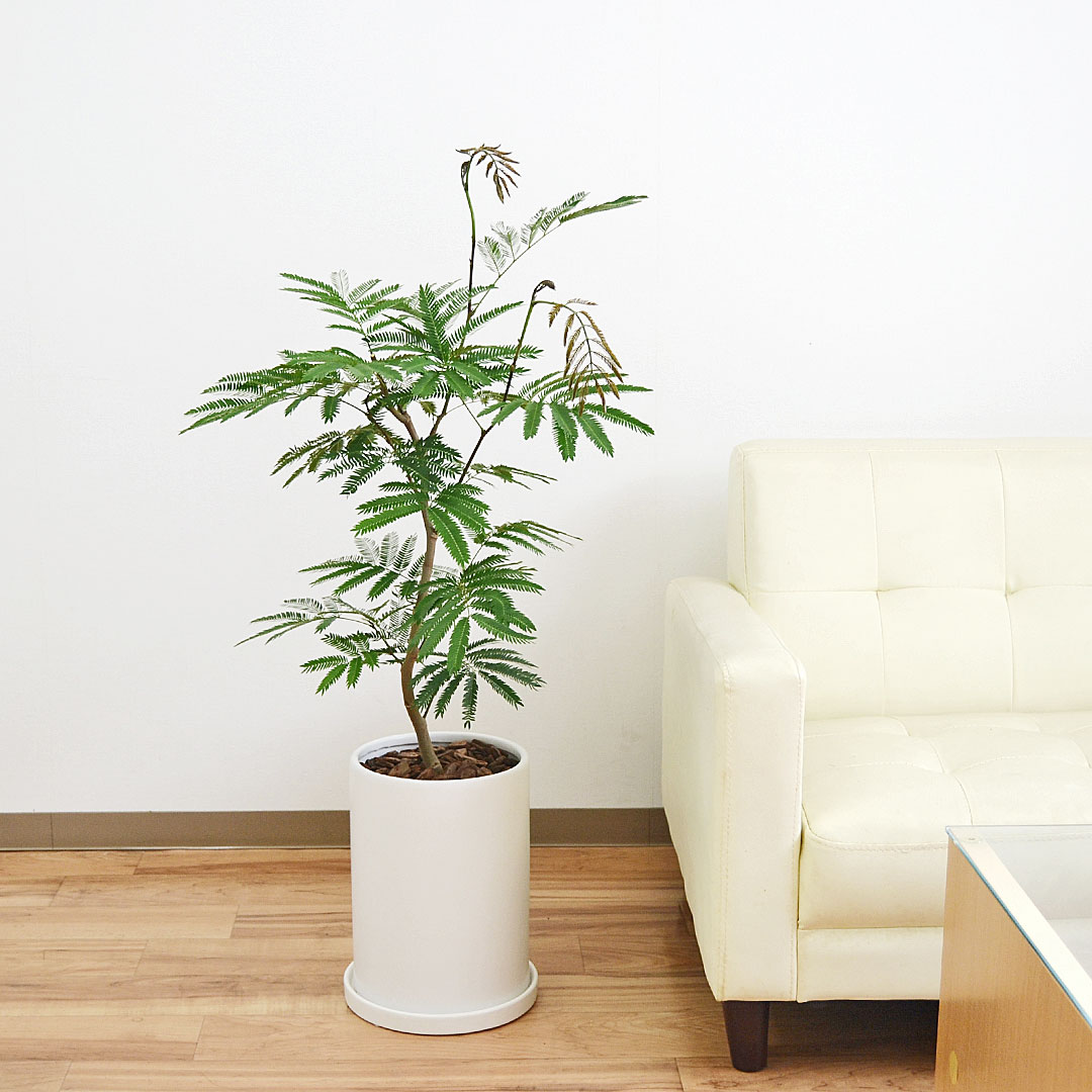 観葉植物の販売・ギフトならフラワーコーポレーション / 観葉植物