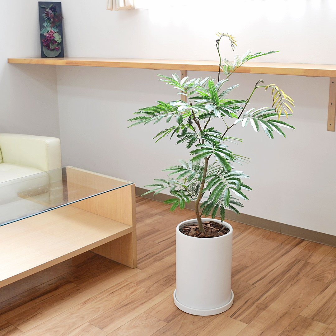 観葉植物の販売・ギフトならフラワーコーポレーション / 観葉植物