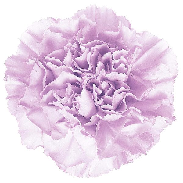 ムーンダスト 世界で唯一の青いカーネーション | エーデルワイス【花の