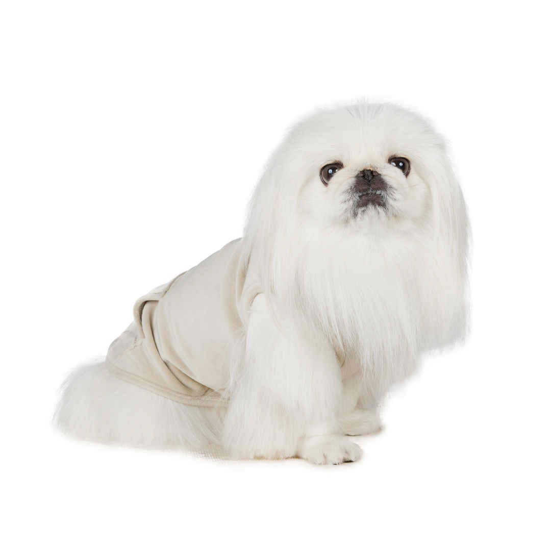 Pekingese | meetup | フリーステッチ free stitch