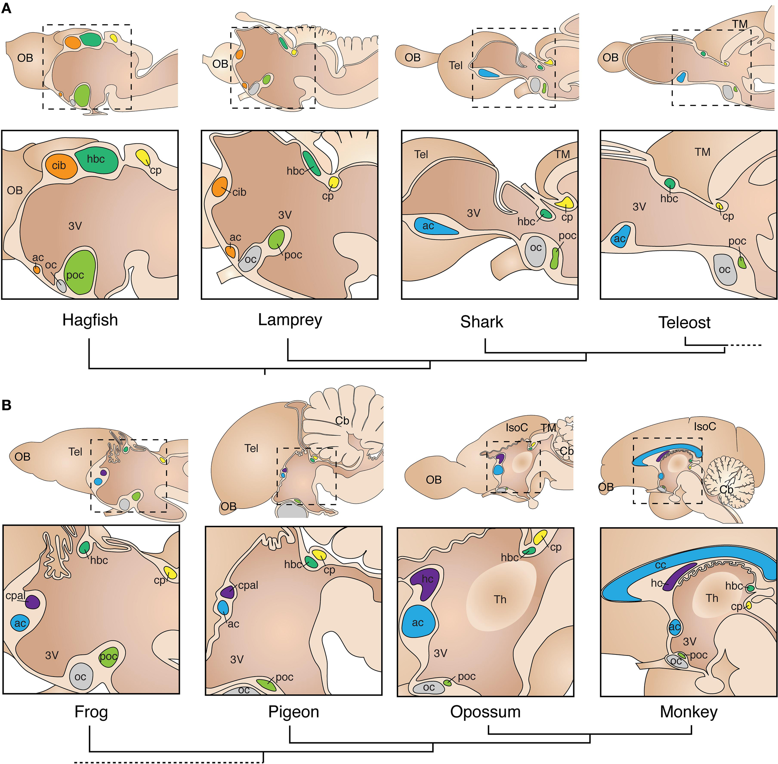 Frontiers | Evolution and development of interhemispheric