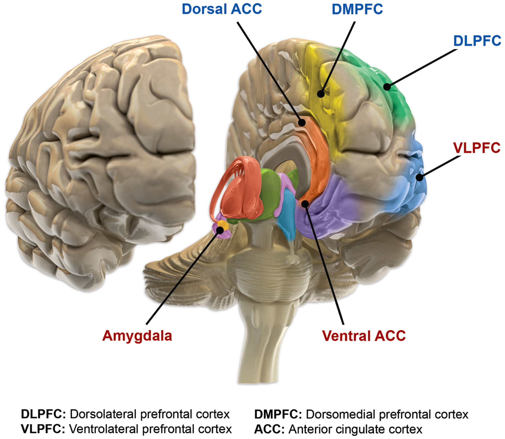 Frontiers | Integrated Neurobiology of Bipolar Disorder
