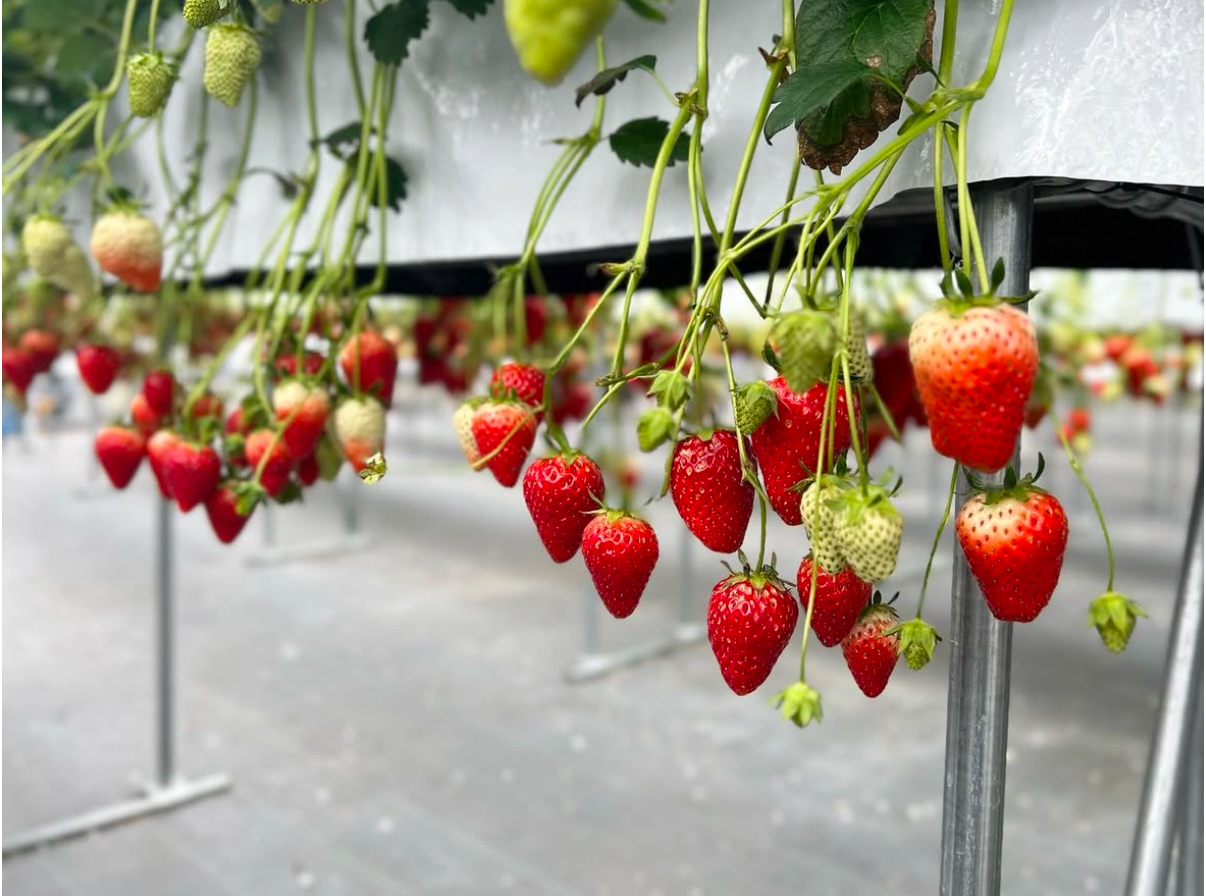 白山でいちご摘み取り体験！おすすめシーズン・品種も解説｜いちご