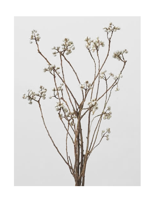 大地農園・ナンキンハゼ・ステム付き・N・アウトレット