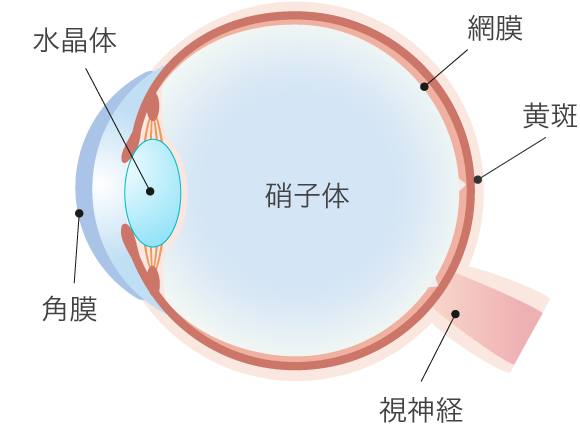 糖尿病網膜症｜枚方市 河本眼科クリニック｜京阪 枚方市駅｜白内障