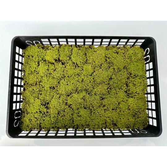 苔の販売専門 『苔日光』 スナゴケ 商品一覧｜高品質の苔販売専門店 苔日光