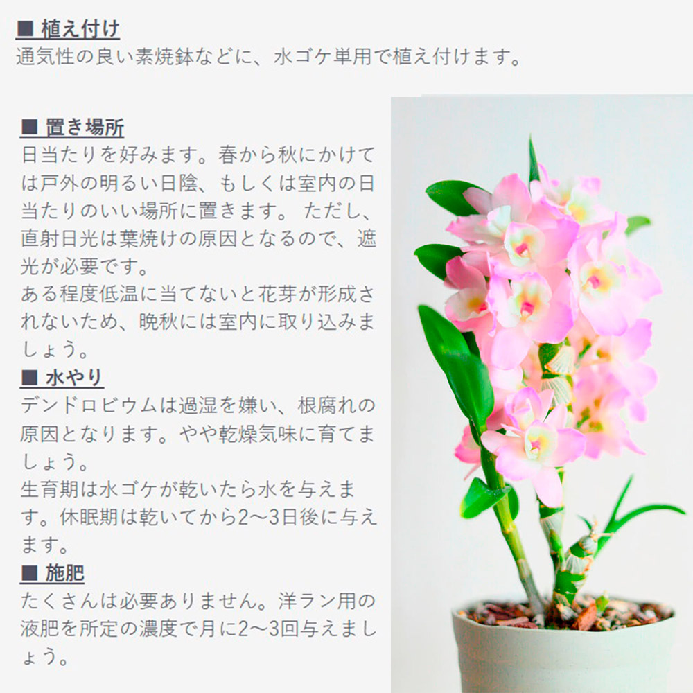 国華園オンラインショップ / 洋蘭苗 花芽つき デンドロビウム 激安