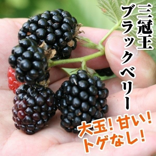 国華園オンラインショップ / 果樹苗 ブラックベリー トリプルクラウン 1株