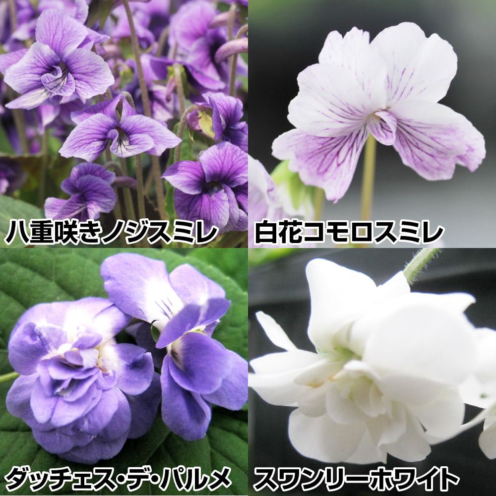 国華園オンラインショップ / ラン・山野草 スミレ 八重咲スミレセット