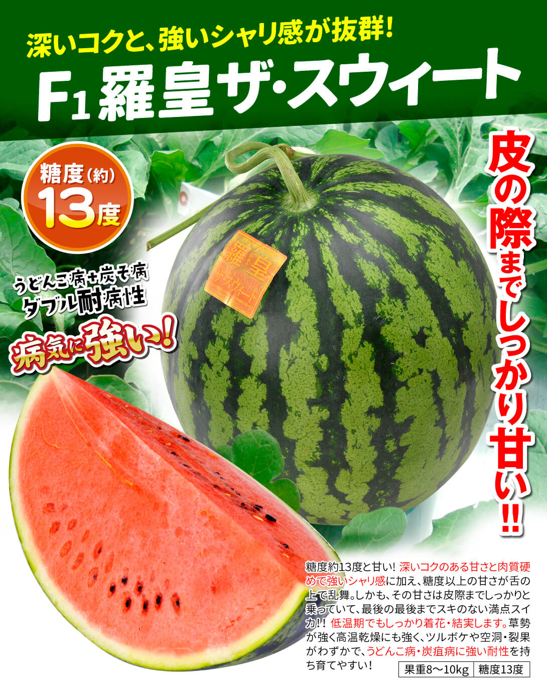 国華園オンラインショップ / 種 野菜たね 大玉スイカ F1羅皇 ザ