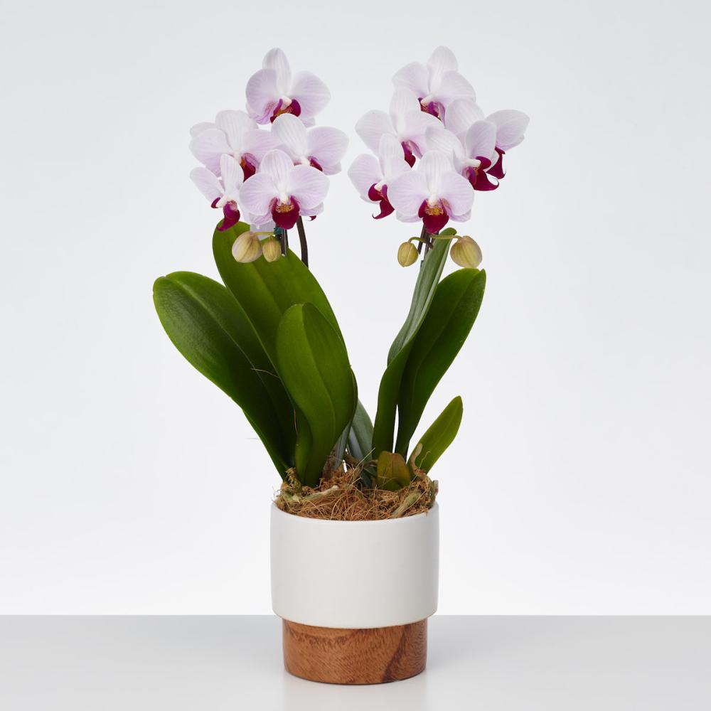 おくる胡蝶蘭 2本立ち ツートンウッド鉢 【白赤リップ】 の通販