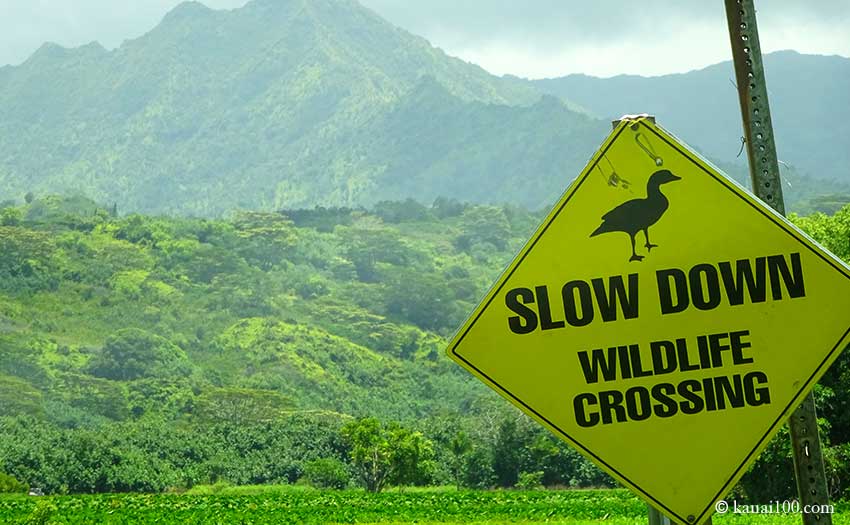 ハナレイ・ナショナル・ワイルドライフ・レフュージ | ハワイ州カウアイ島