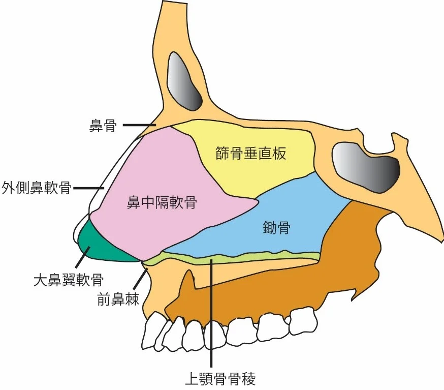 大阪の鼻中隔弯曲症の手術なら北東大阪耳鼻咽喉科 鼻・副鼻腔手術