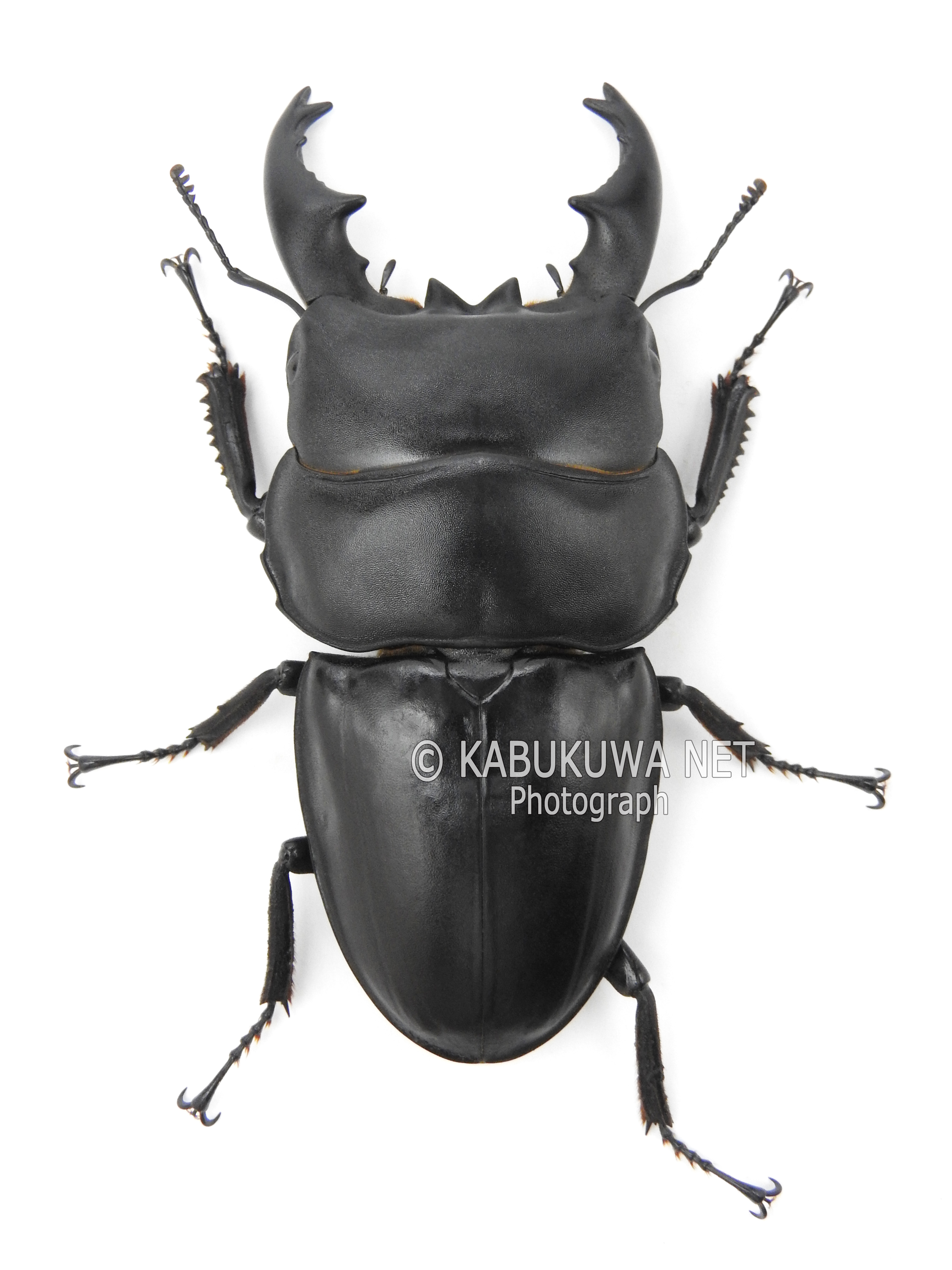 当店イチオシ】オオヒラタ/パラワンオオヒラタ♂105mm♀50mmペア