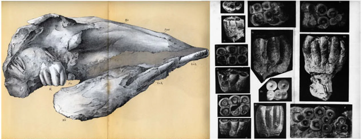 幻の奇獣デスモスチルスを知っていますか? -絶滅哺乳類の古生態を復元