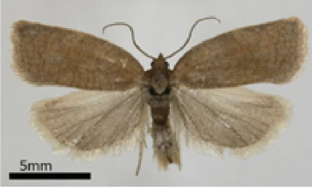 日本の小蛾類相の解明を目指して | 国立科学博物館 National Museum of