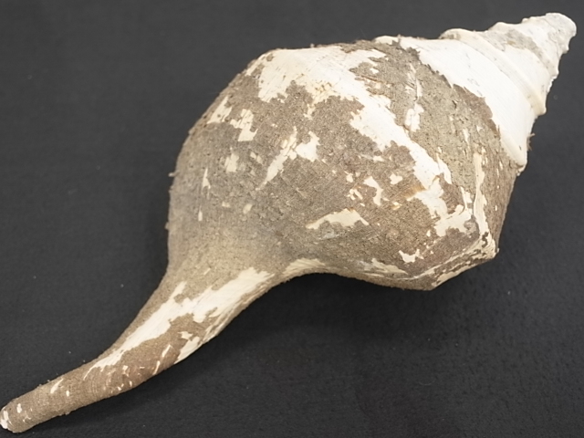 No.11 アラフラオオニシ 貝殻の問屋さん- 世界の貝殻・自然素材