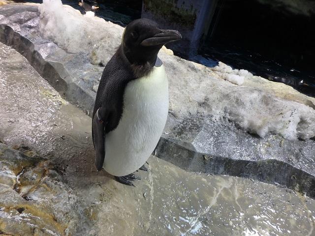 オウサマペンギンのヒナの遊泳訓練開始しました！！｜海遊館とつながる
