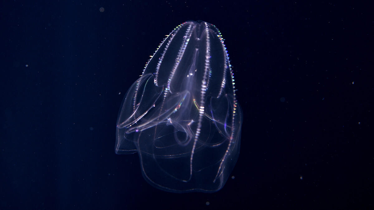 カブトクラゲ | 生きもの図鑑 | 生きものを知る | 海遊館