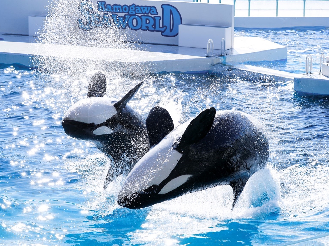 鴨川シーワールド｜敬老の日 特別優待 | 新着情報 | 鴨川館【公式】