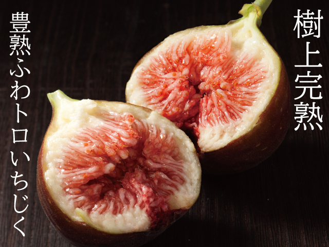 イチジク イチジク直送 観音山フルーツガーデンのイチジク