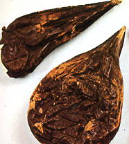 熊胆（ゆうたん、ユウタン）、熊の胆（くまのい）漢方薬、生薬の通信