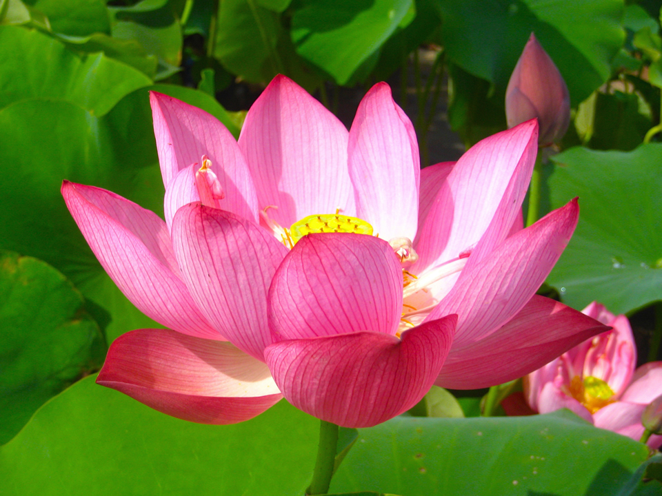 即非蓮 種レンコン1株 3,500円 / 栽培セット 5,500円 | 花ハスの専門店