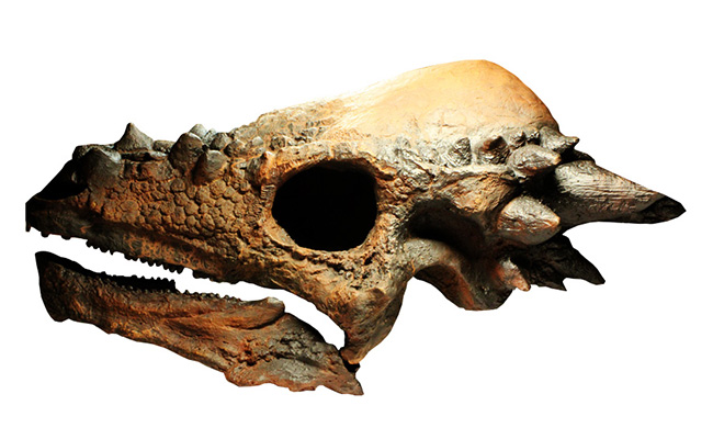 大型レプリカ2点セットの新アイテムが出ました！ | 恐竜レンタル最新情報