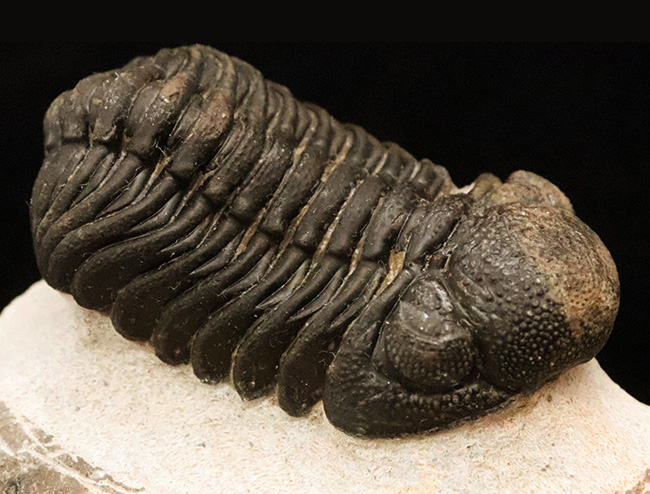 立体的フォルムと精緻な複眼で知られる、デボン紀中期を代表する