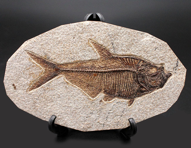 最高の保存状態！古代魚ディプロミスタス（Diplomystus dentatus