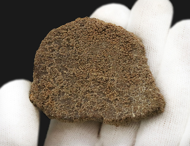 ひときわ大きく厚い殻を備えた、サルタサウルス（Saltasaurus／ティタ