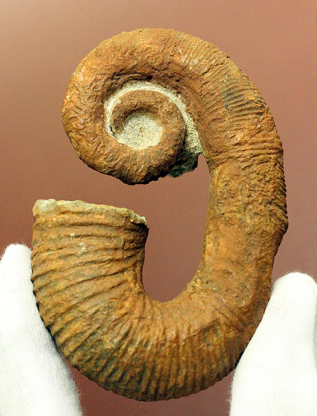 モロッコ産異常巻きアンモナイト、アクリオセラス（Acrioceras sp