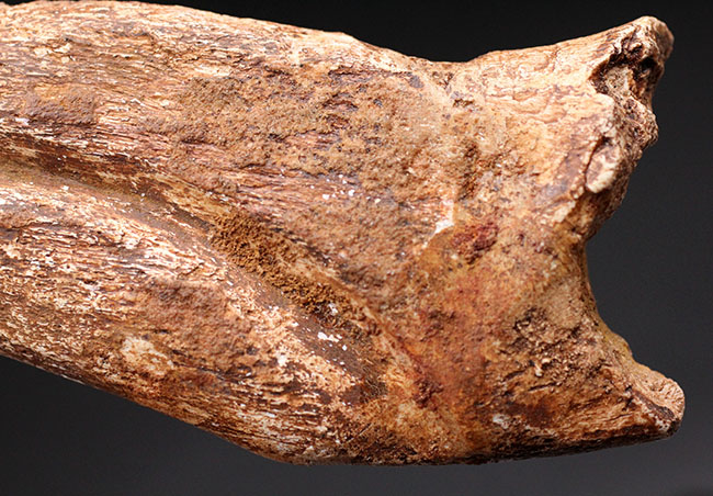 スーパーコレクション！恐竜化石コレクターの憧れ、史上最大級の肉食