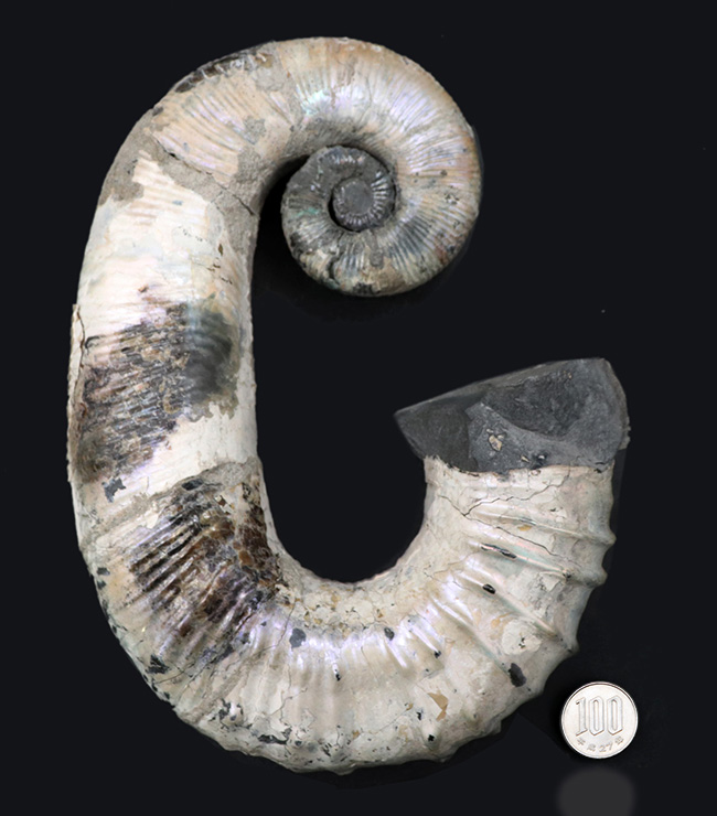 スーパー3Dクリーニング！ロシア産の異常巻きアンモナイト、オードリ