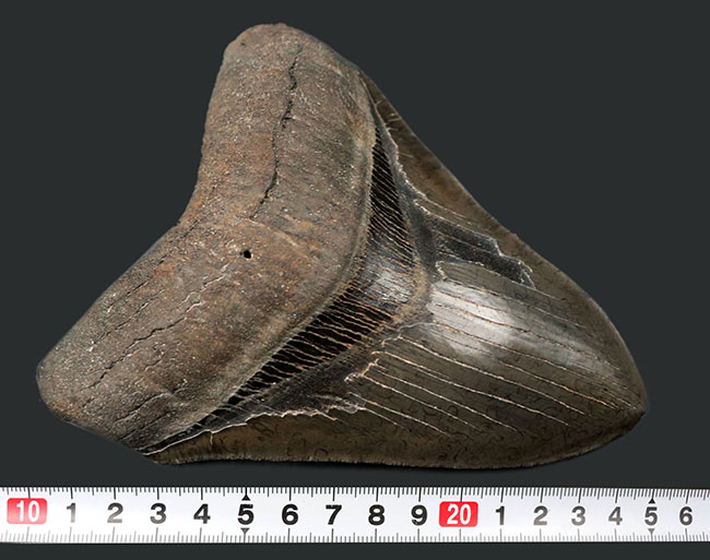 メガサイズ！長辺計測158ミリに達する、メガロドンの巨大歯化石