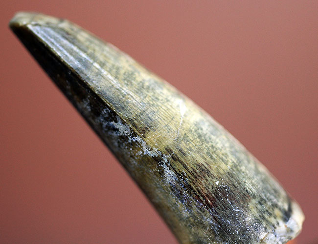 大変勝手ながらビギナーの方はご遠慮ください、恐竜マニア垂涎の品、二